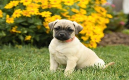 Jug dogs for sale: Henry - Image 2