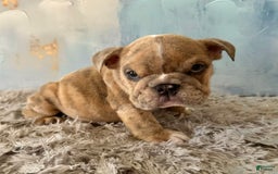 English Bulldog dogs for sale: Goro - Image 2