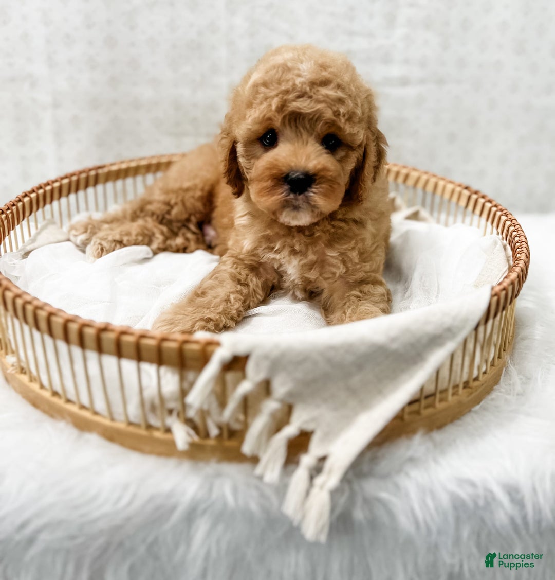Cavapoo dogs for sale: Joie - Image 2