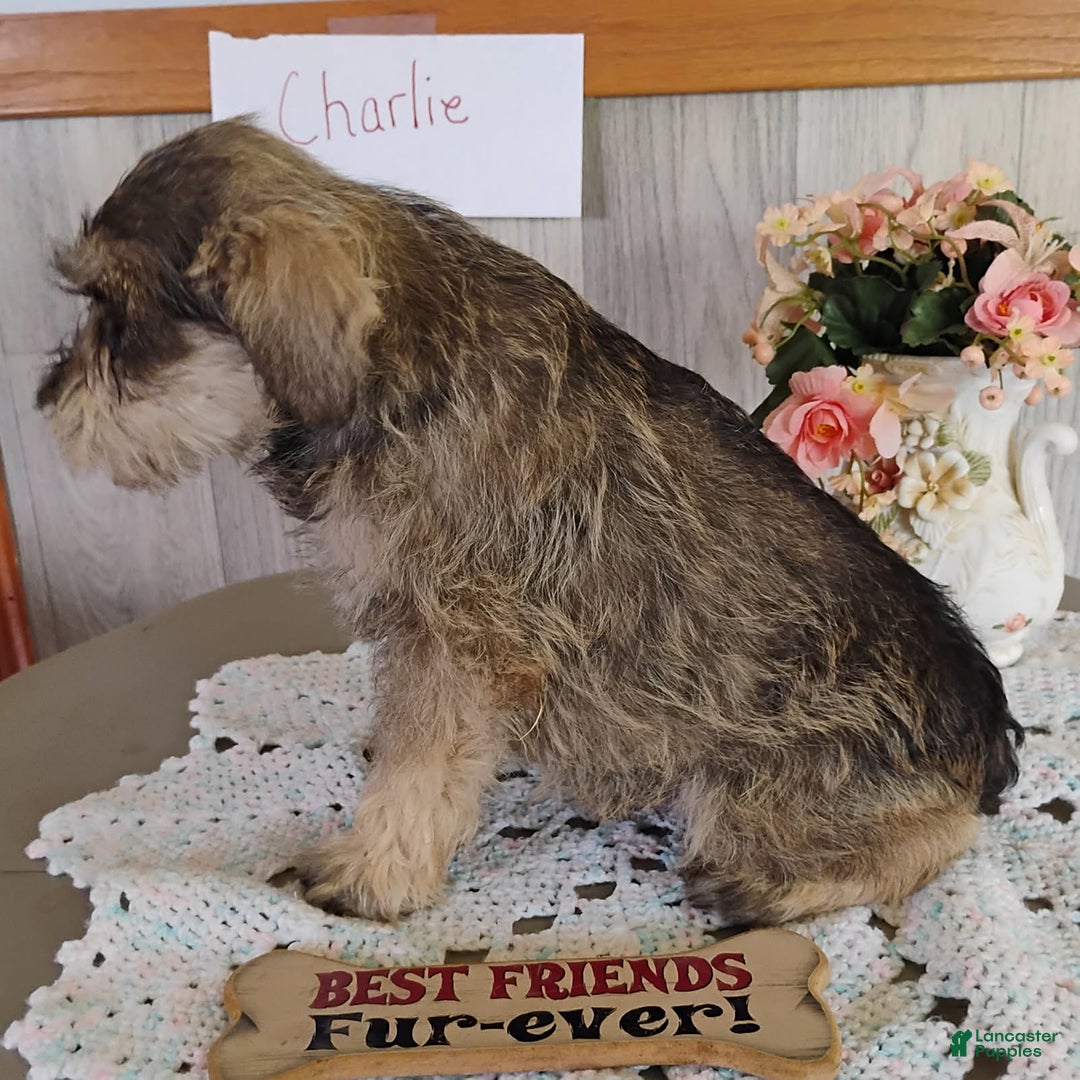 Miniature Schnauzer dogs for sale: Charlie - Image 1