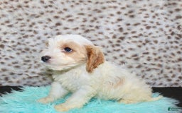 Cavapoo dogs for sale: Cavapoo 7 puppies - Image 39