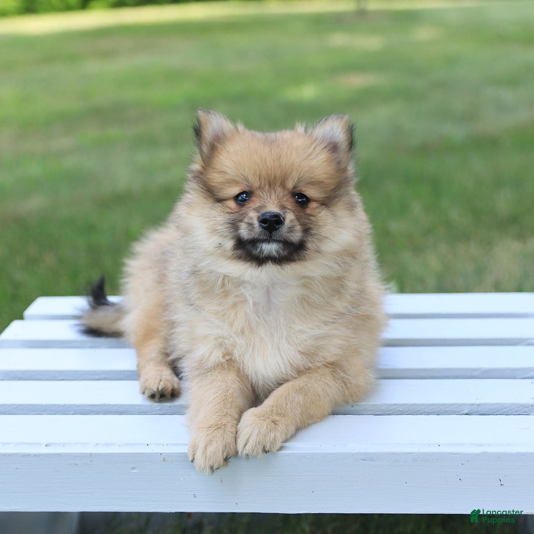 Pomeranian dogs for sale: Teddy - Image 5