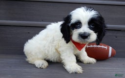 Cockapoo dogs for sale: Panda - Image 3
