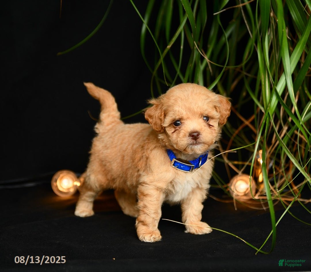 Teddy Bear dogs for sale: Ridley - Image 5