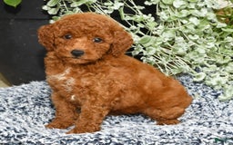 Miniature Poodle dogs for sale: Ranae - Image 6