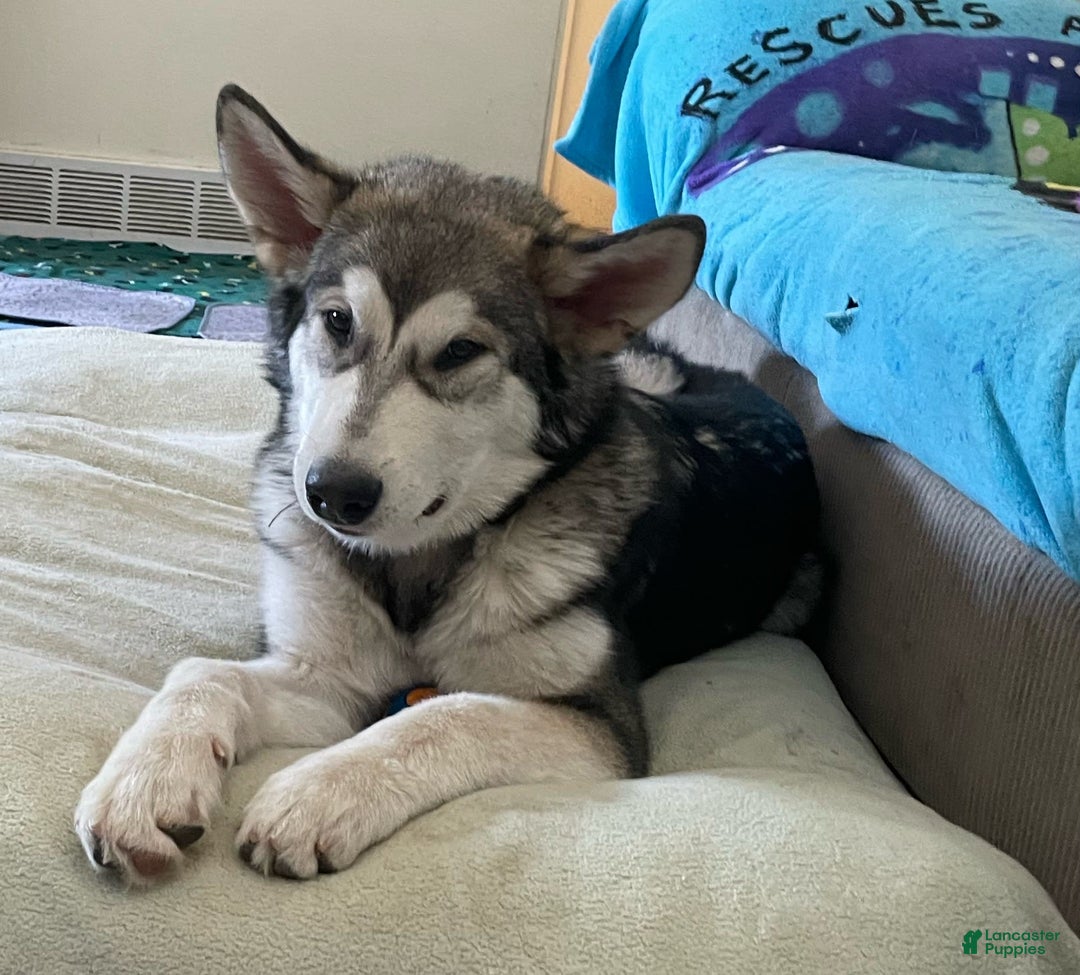 Alaskan Malamute dogs for sale: Nita - Image 1