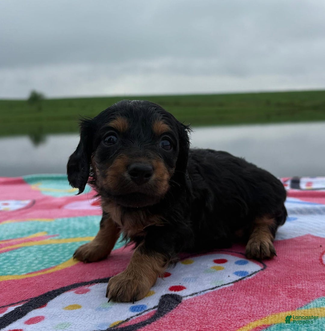 Miniature Dachshund dogs for sale: Cookie - Image 1