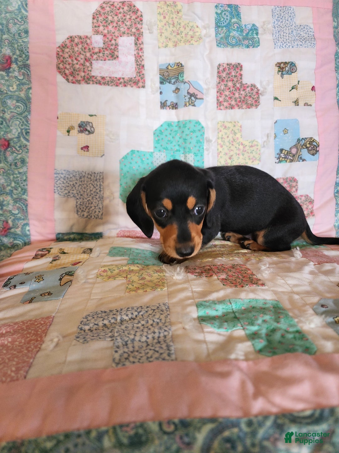 Miniature Dachshund dogs for sale: Peach - Image 11