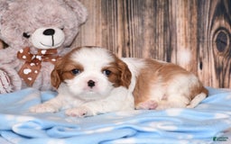 Cavalier King Charles Spaniel dogs for sale: Fritz - Image 2