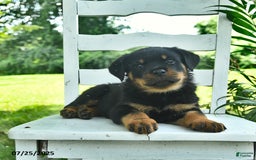 Rottweiler dogs for sale: Charlie - Image 4