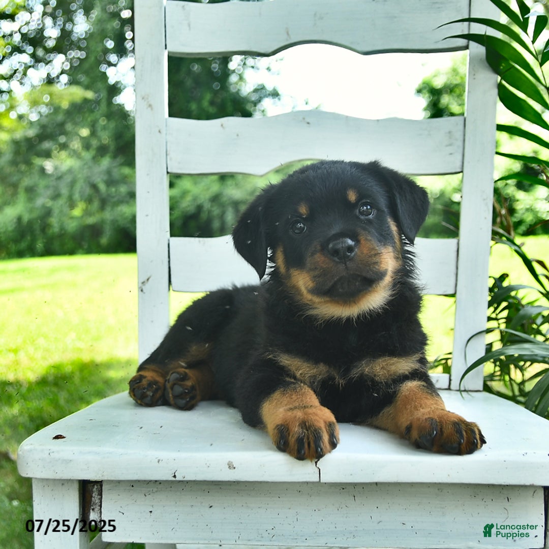 Rottweiler dogs for sale: Charlie - Image 4