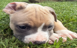 American Pit Bull Terrier dogs for sale: Peanut - Image 9