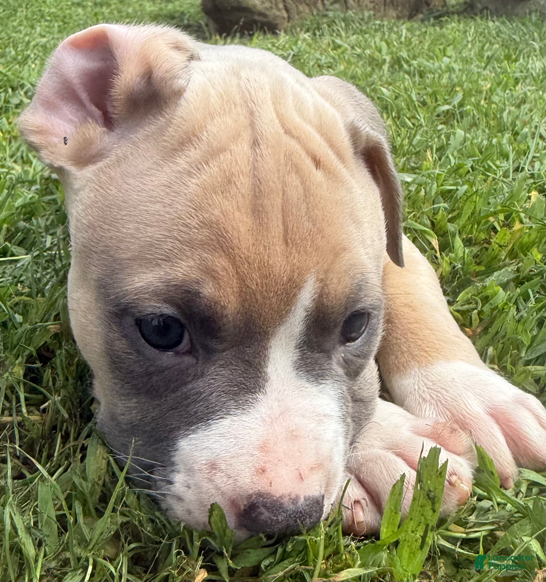 American Pit Bull Terrier dogs for sale: Peanut - Image 9