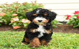 Mini Bernedoodle dogs for sale: Lacey - Image 2