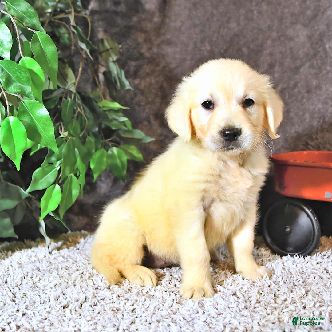 Golden Retriever dogs for sale: Bella - Image 5