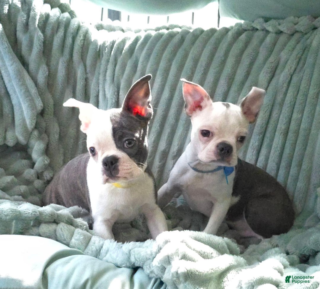 Boston Terrier dogs for sale: Nolan - Image 6