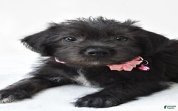 Boston Terrier dogs for sale: Boston Terrier 3 puppies - Image 10