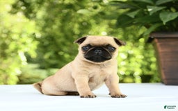 Pug dogs for sale: Sport - Image 7