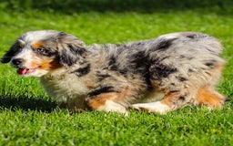 Mini Bernedoodle dogs for sale: Noli - Image 12