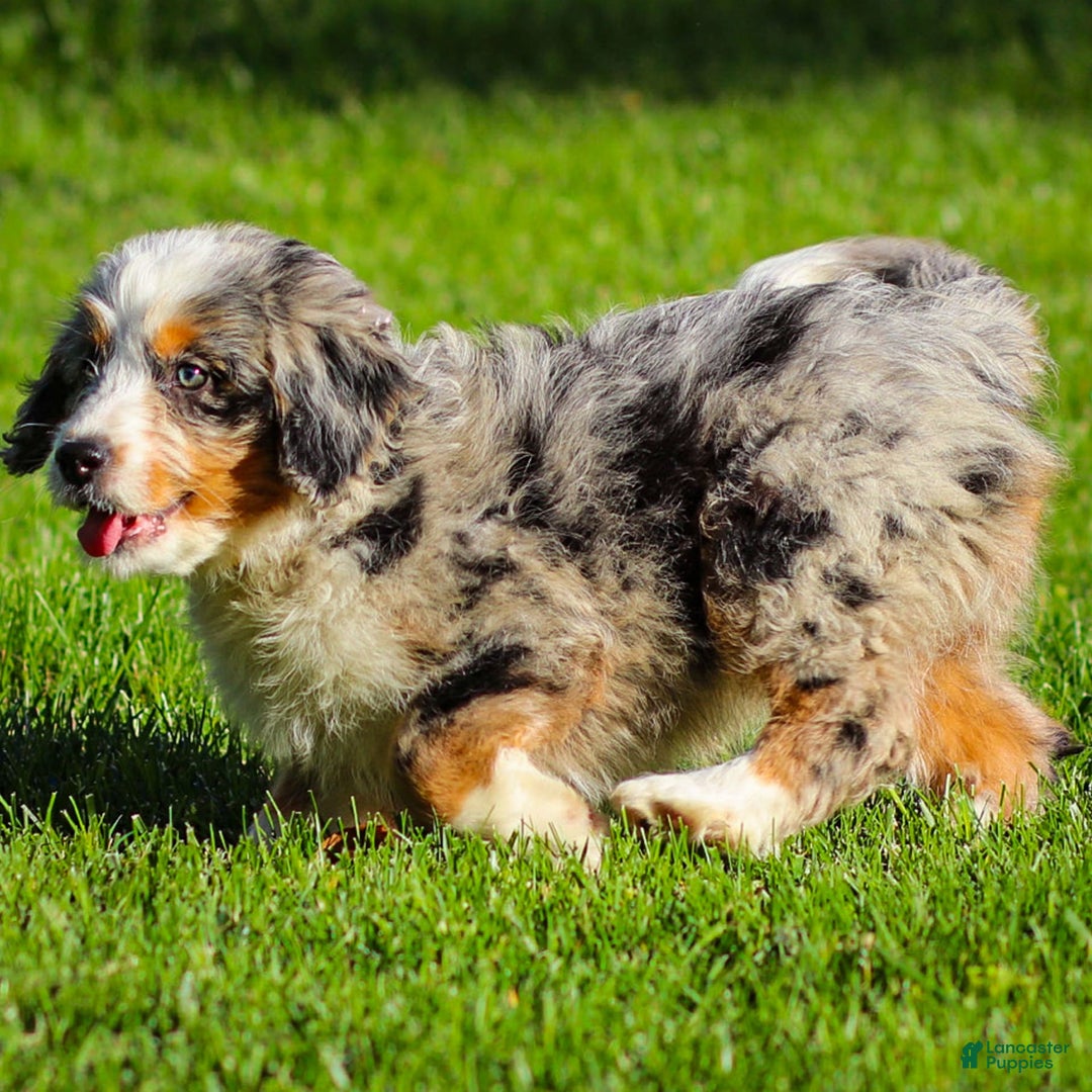 Mini Bernedoodle dogs for sale: Noli - Image 12