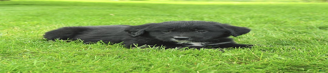 Blackie