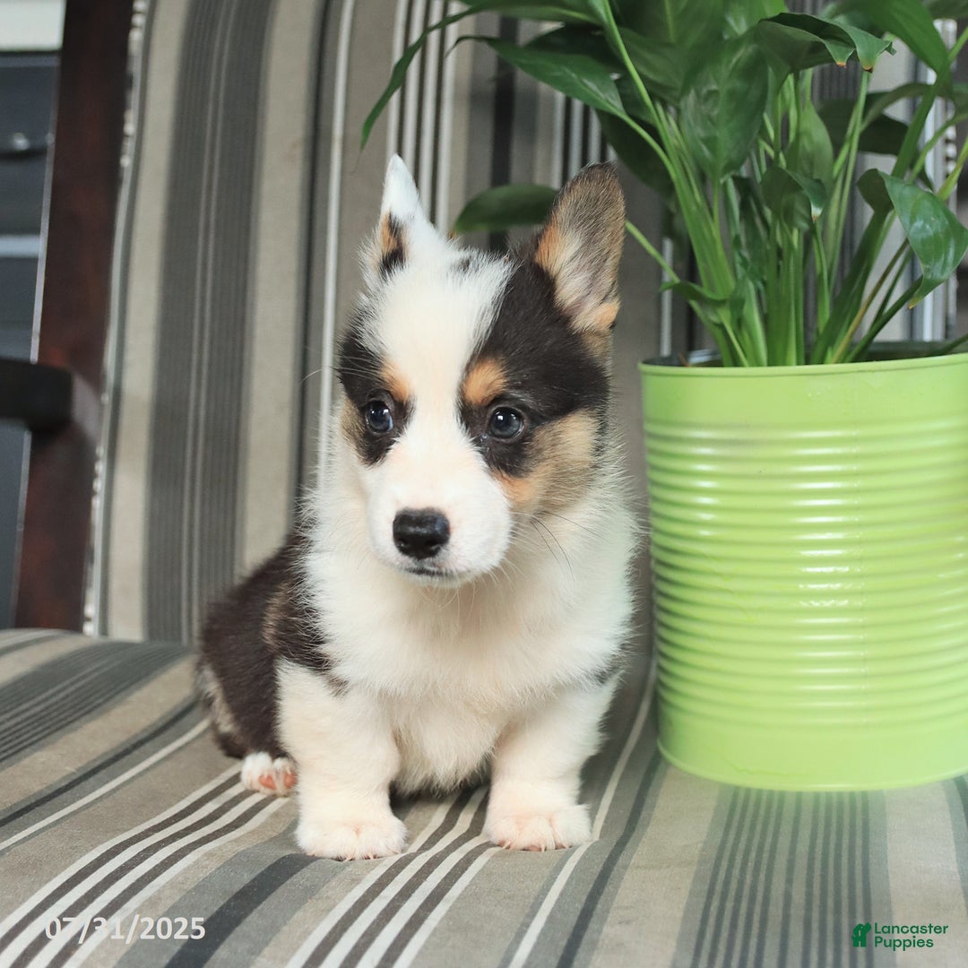 Welsh Corgi Pembroke dogs for sale: Tommy - Image 4
