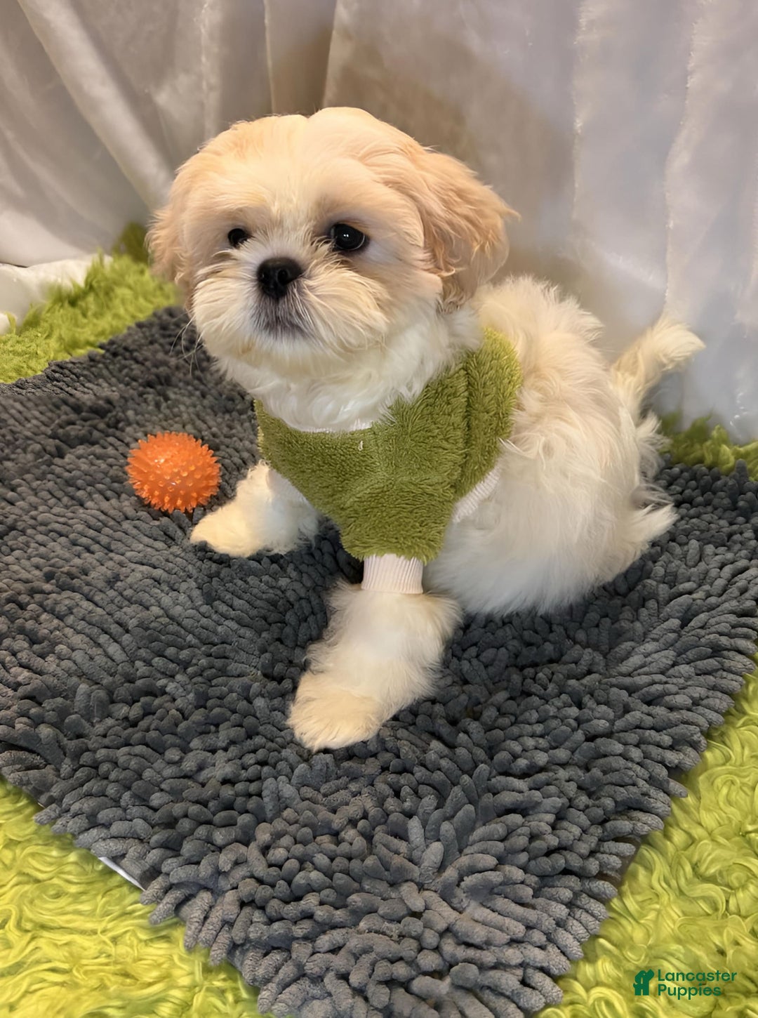 Shih Tzu dogs for sale: Maverick - Image 2