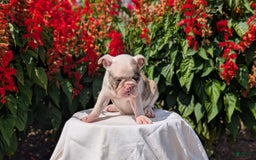 Frenchton dogs for sale: Noelle - Image 8