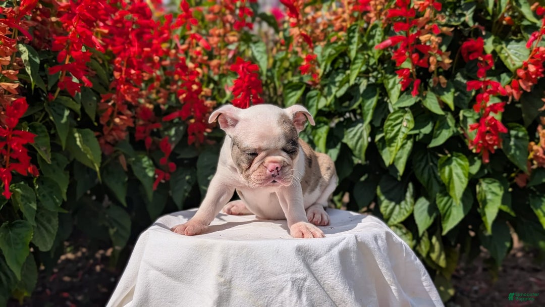 Frenchton dogs for sale: Noelle - Image 8