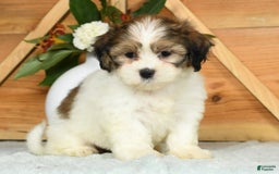 Teddy Bear dogs for sale: Sweetie - Image 4