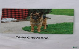 German Shepherd dogs for sale: Hero - Image 6