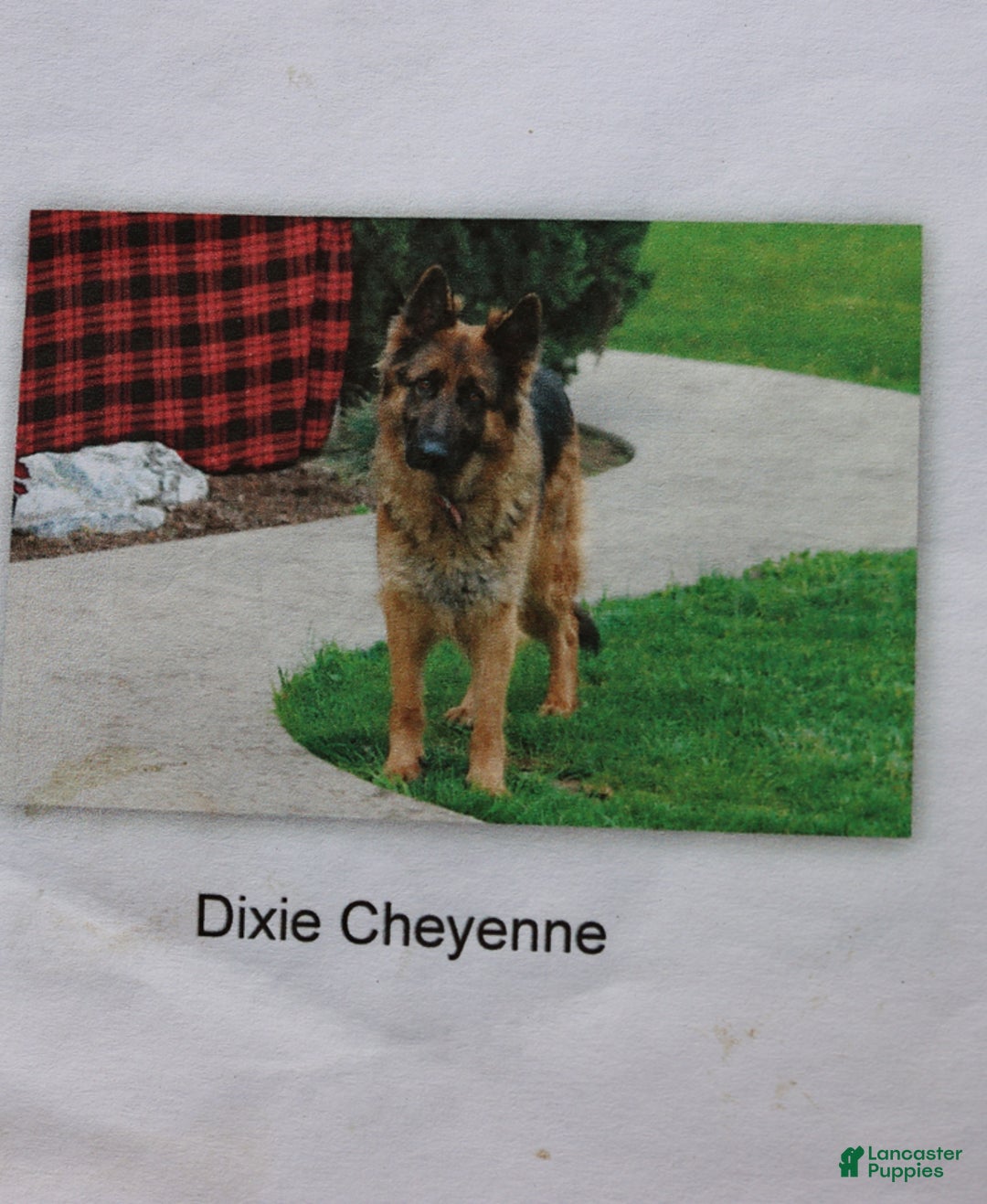 German Shepherd dogs for sale: Hero - Image 6