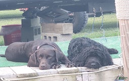 Labradoodle dogs for sale: Ruby - Image 12