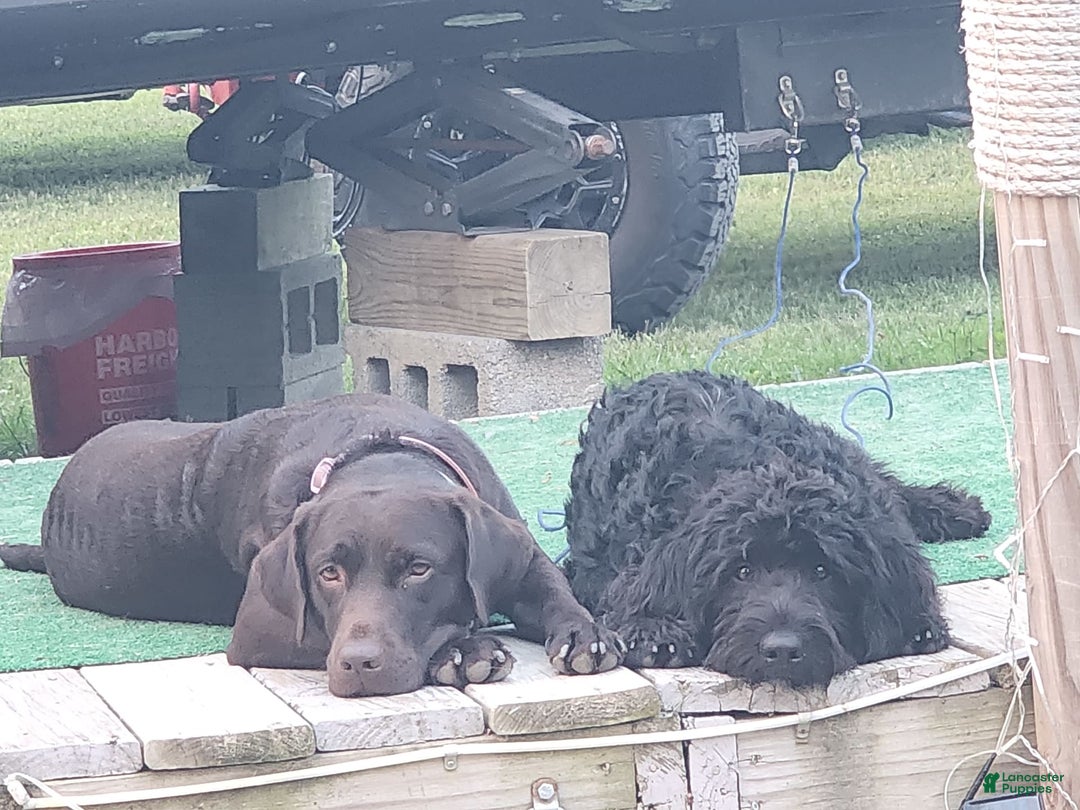 Labradoodle dogs for sale: Ruby - Image 12