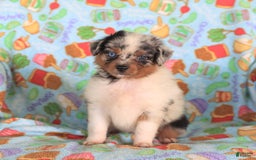  dogs for sale: Oreo - Image 5