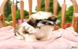 Shih Tzu dogs for sale: Paddington - Image 5