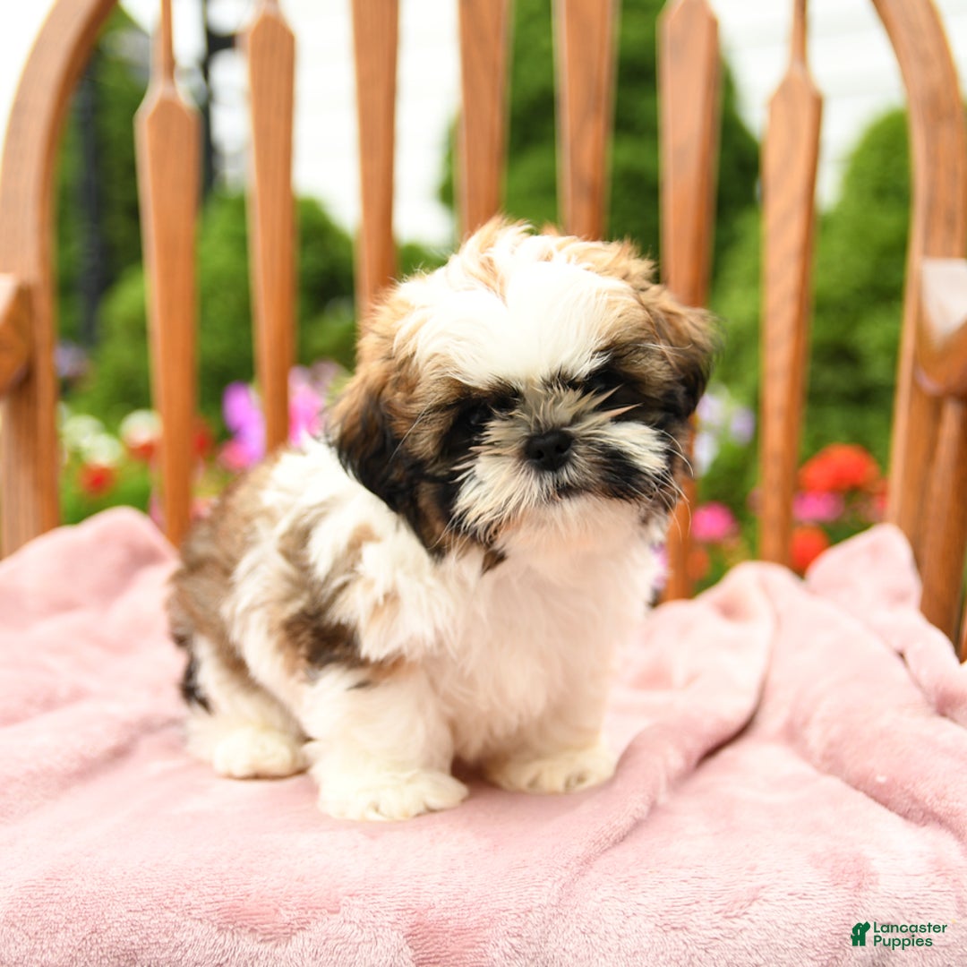 Shih Tzu dogs for sale: Paddington - Image 5