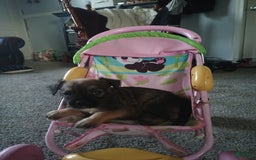 Boston Terrier dogs for sale: Muffin - Image 1