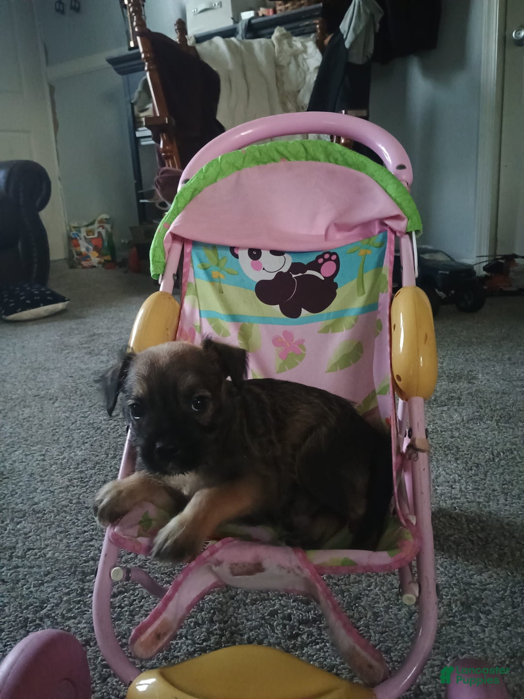 Boston Terrier dogs for sale: Muffin - Image 1