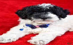 Miniature Poodle dogs for sale: Logan - Image 3