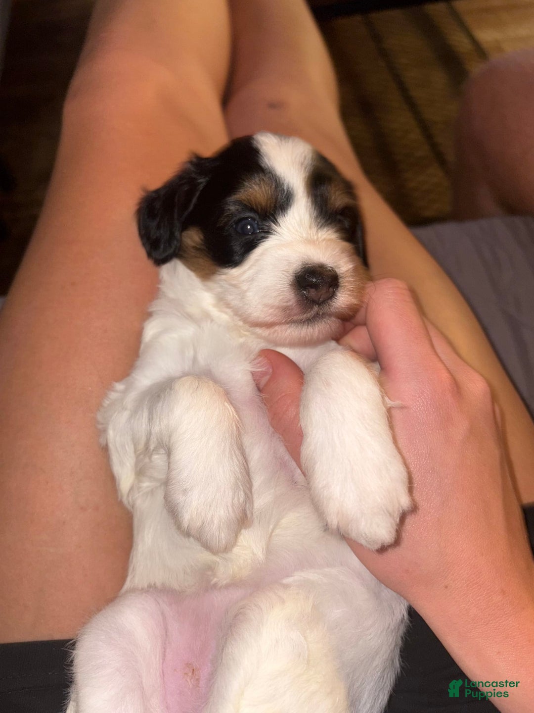 Mini Aussiedoodle dogs for sale: Asbury - Image 1
