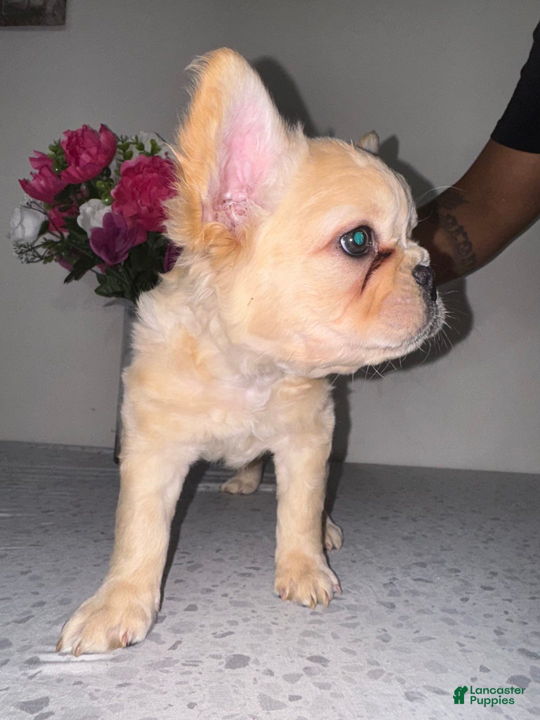 French Bulldog dogs for sale: Blanco Fluffy Frenchie - Image 4
