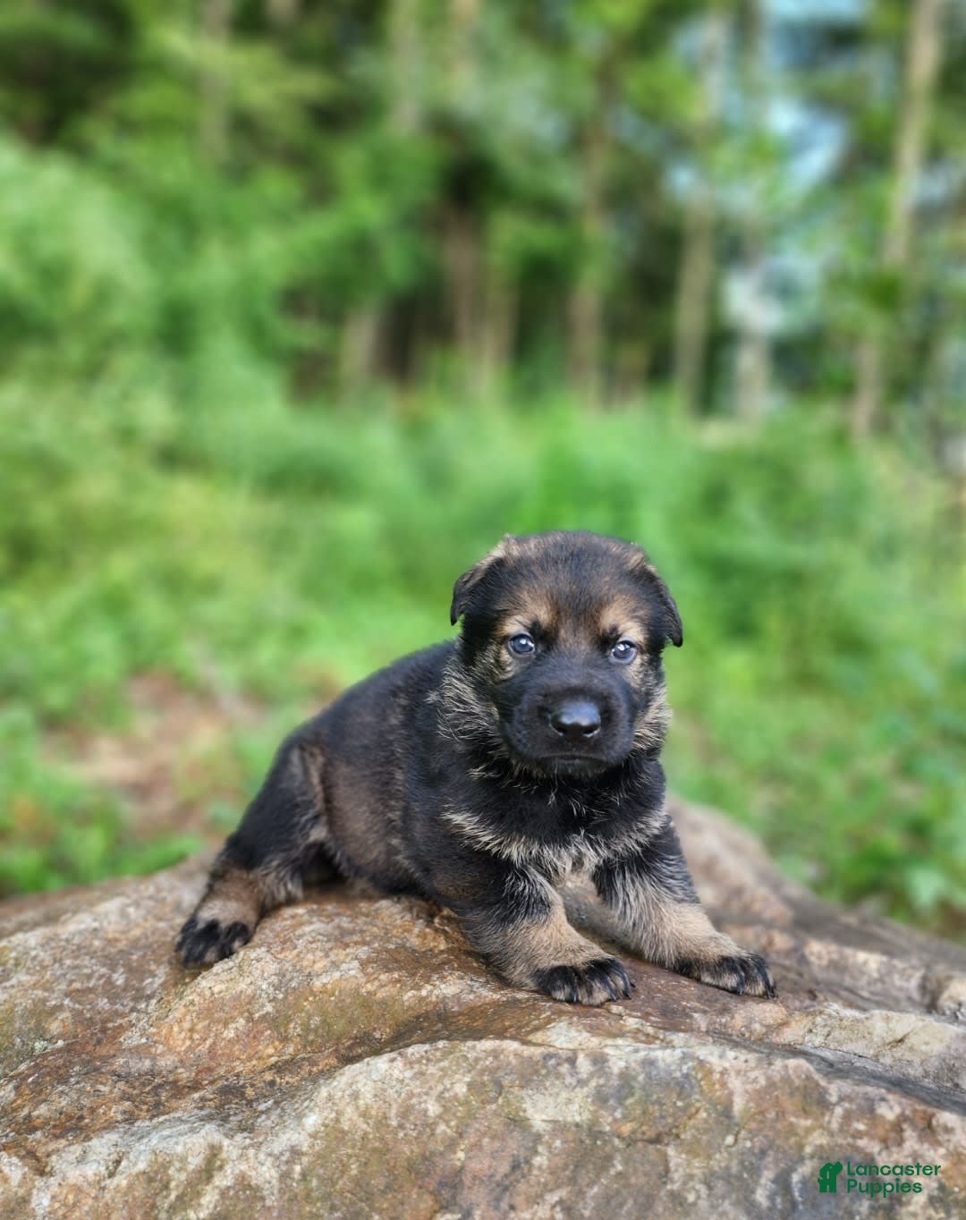 German Shepherd dogs for sale: Karma - Image 11