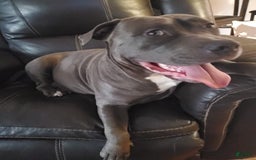 American Bully dogs for sale: Razor Edge Pup - Image 11