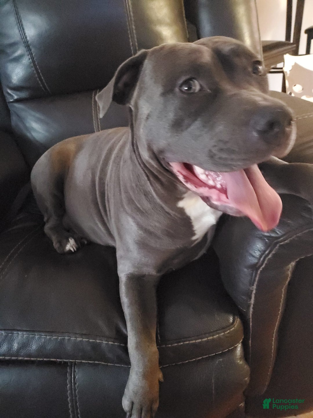 American Bully dogs for sale: Razor Edge Pup - Image 11
