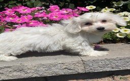 Coton De Tulear dogs for sale: Chloe - Image 1