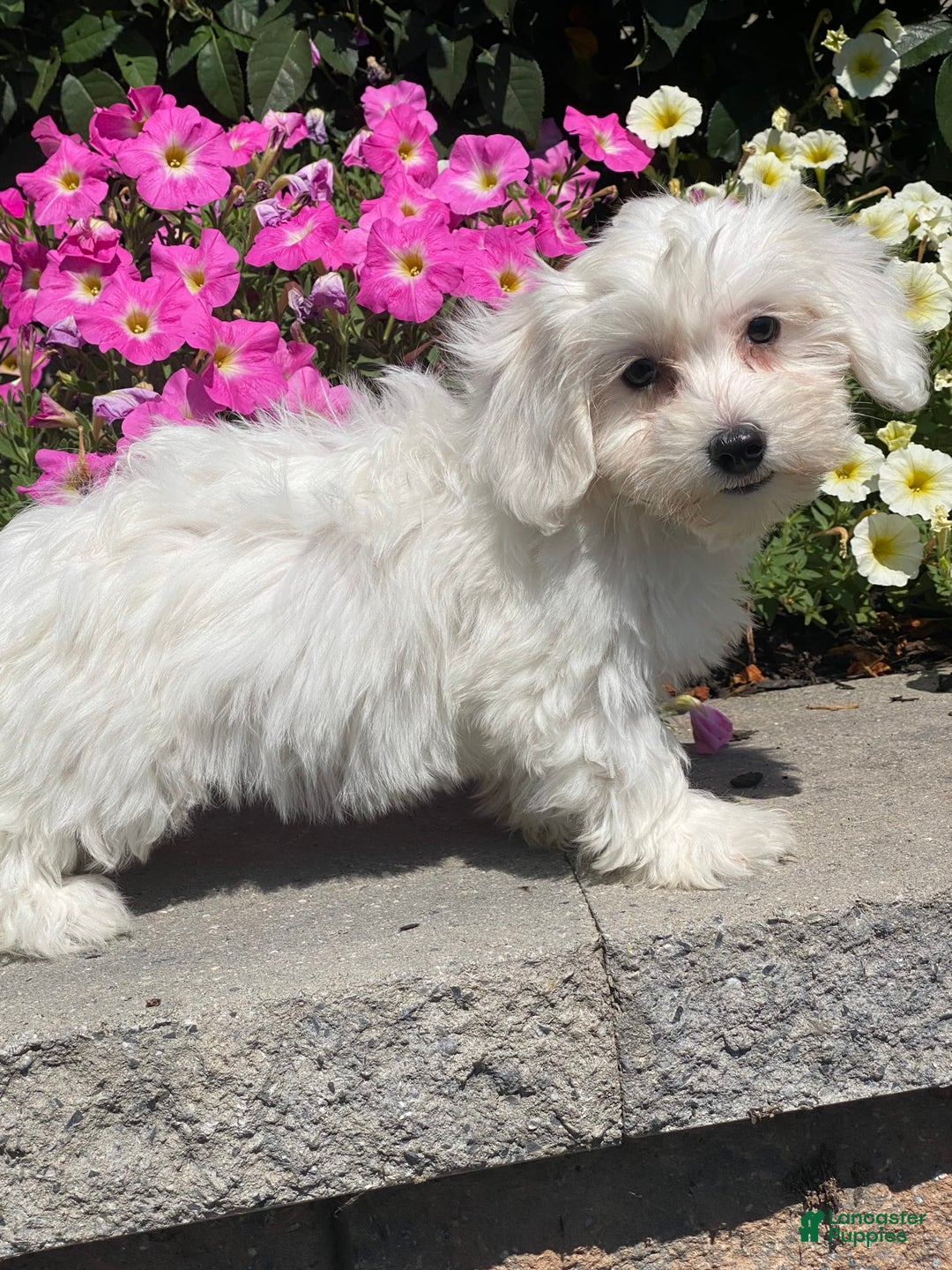 Coton De Tulear dogs for sale: Chloe - Image 1