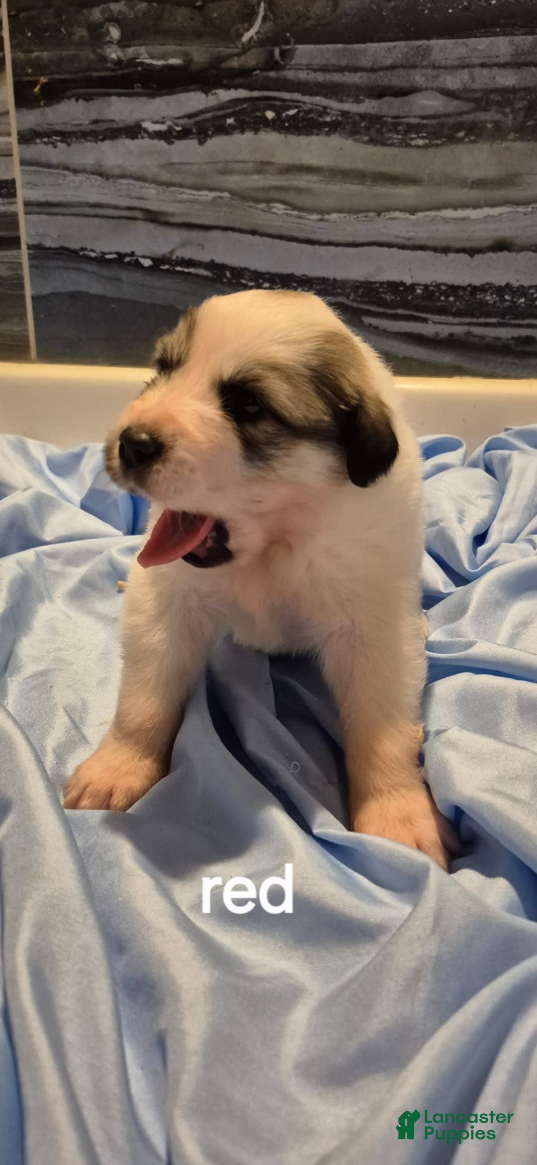 Great Pyrenees dogs for sale: Red - Image 9