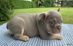 French Bulldog dogs for sale: Daisy - Image 4