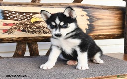 Siberian Husky dogs for sale: Roxanne - Image 3